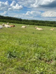 Сельскохозяйственный комплекс с землёй и техникой